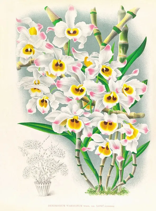 Dendrobium Wardianum Wall Art by Jean Jules Linden - High-Resolution Digital Print