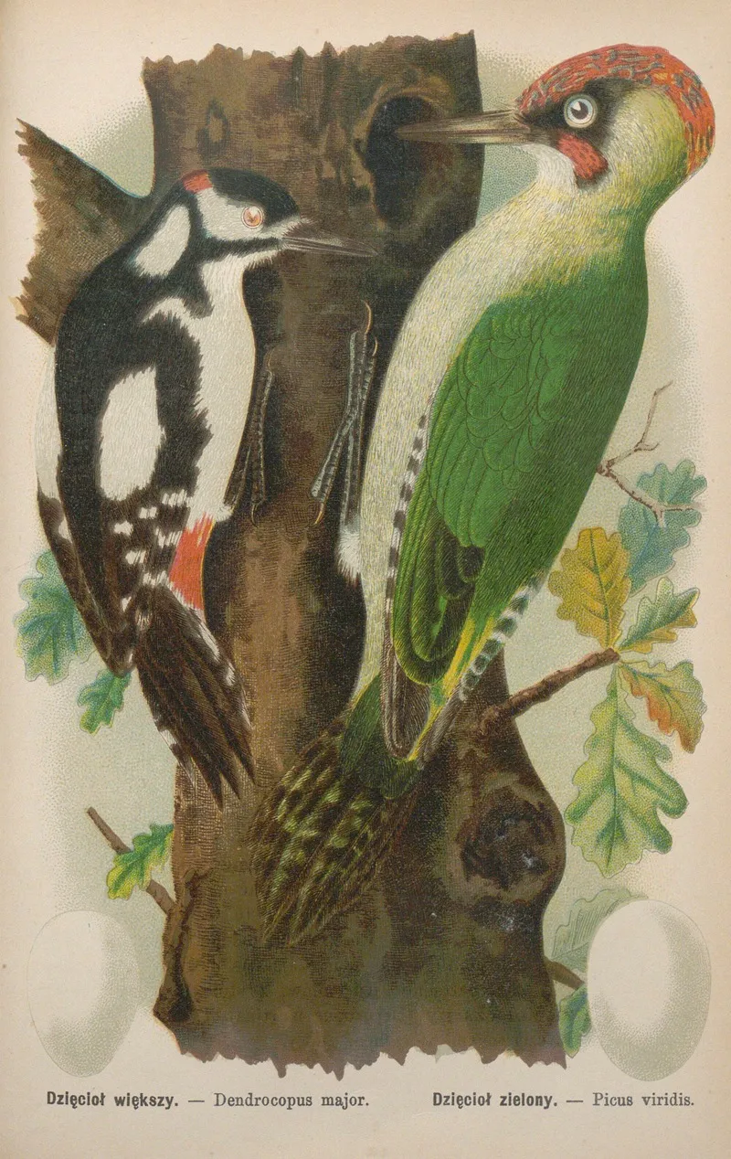 Dendrocopus Major Picus Viridis Wall Art by Bohdan Dyakowski - High-Resolution Digital Print