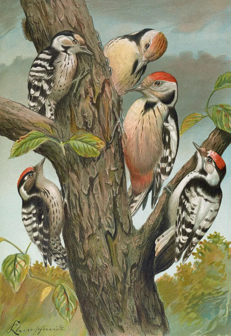 Dendrocopus Medius Dendrocopus Minor Wall Art by Johann Friedrich Naumann - High-Resolution Digital Print