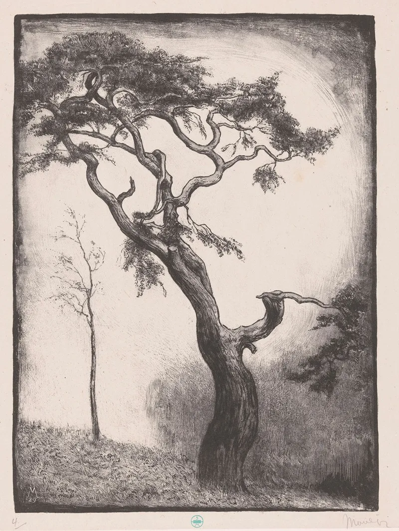 Dennenboom