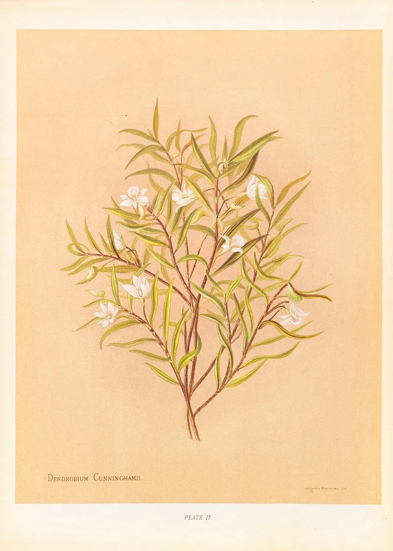 Denrobium Cunninghamii Wall Art by Georgina Burne Hetley - High-Resolution Digital Print