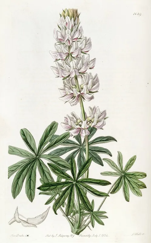 Dense Flowered Lupin Wall Art by Sydenham Edwards - High-Resolution Digital Print