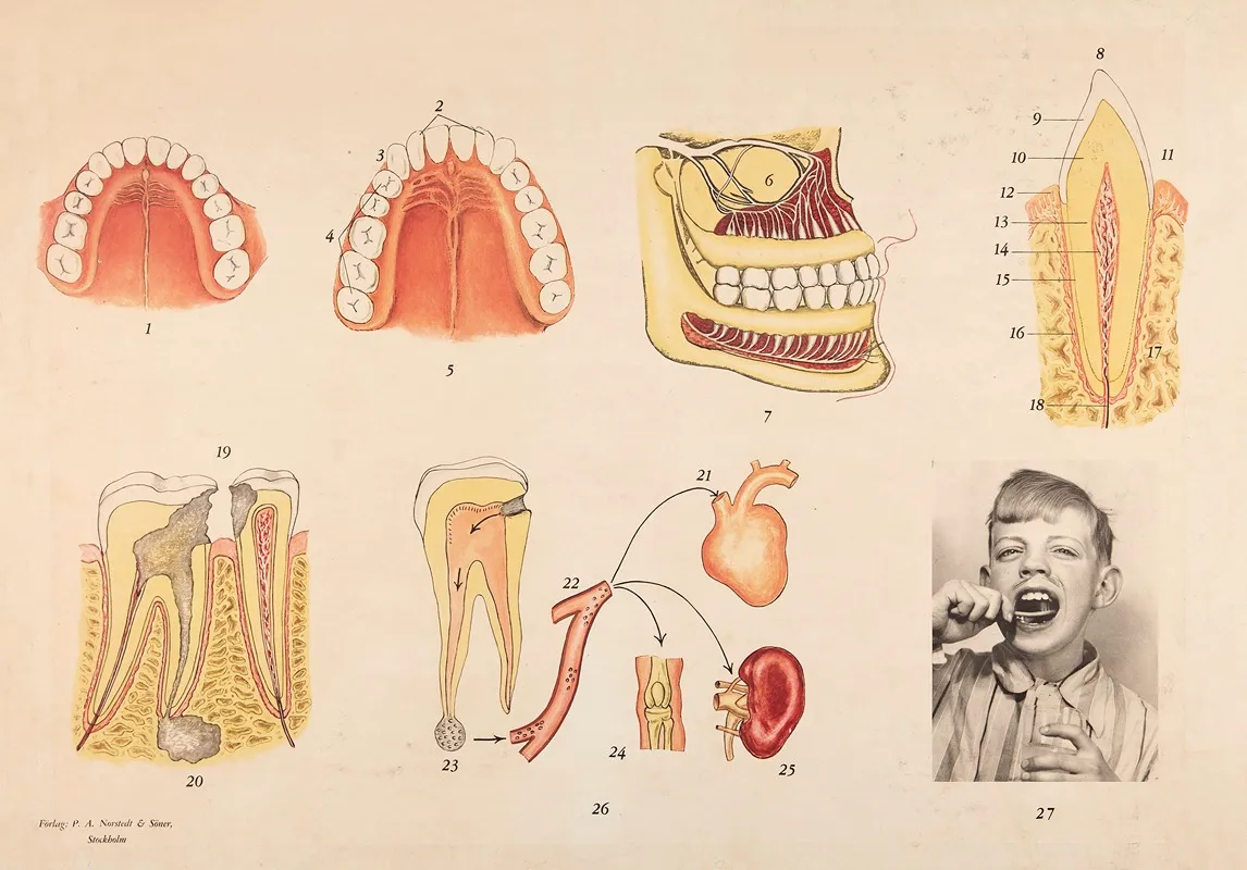 Dental Hygiene Wall Art by Bergh-Norén - High-Resolution Digital Print
