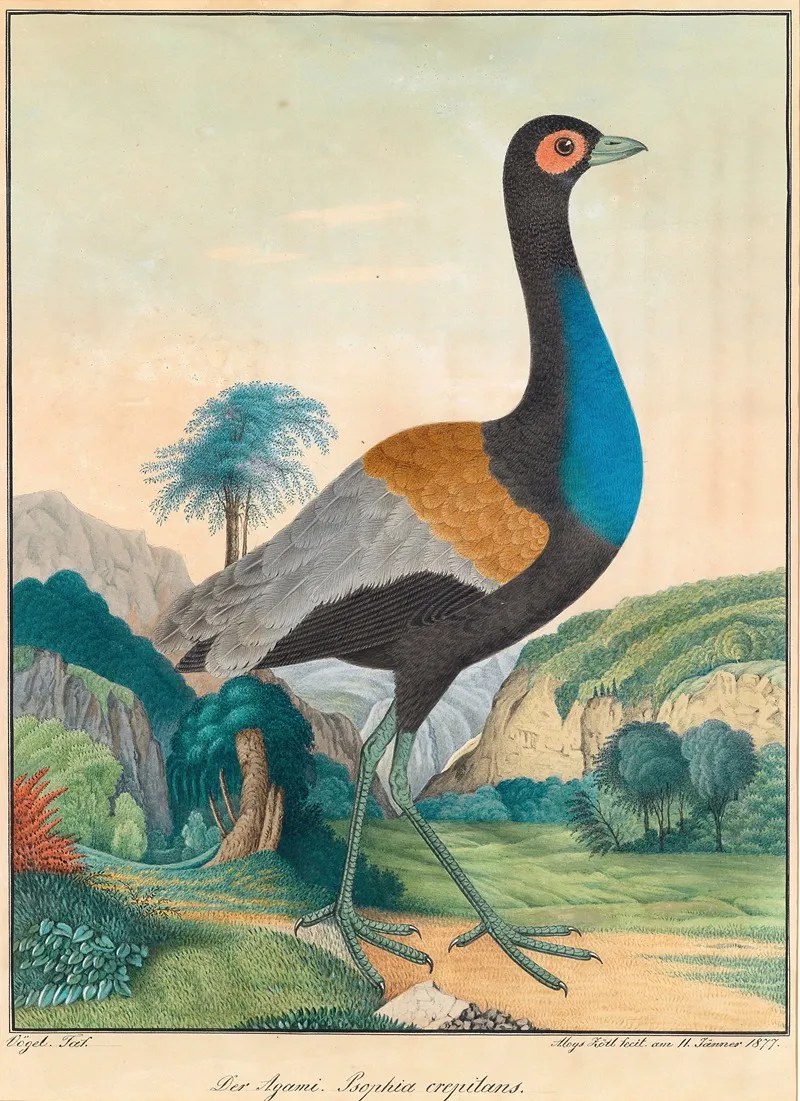 Der Agami Wall Art by Aloys Zötl - High-Resolution Digital Print
