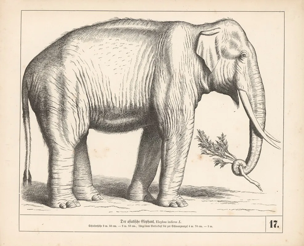Der Asiatische Elephant 2