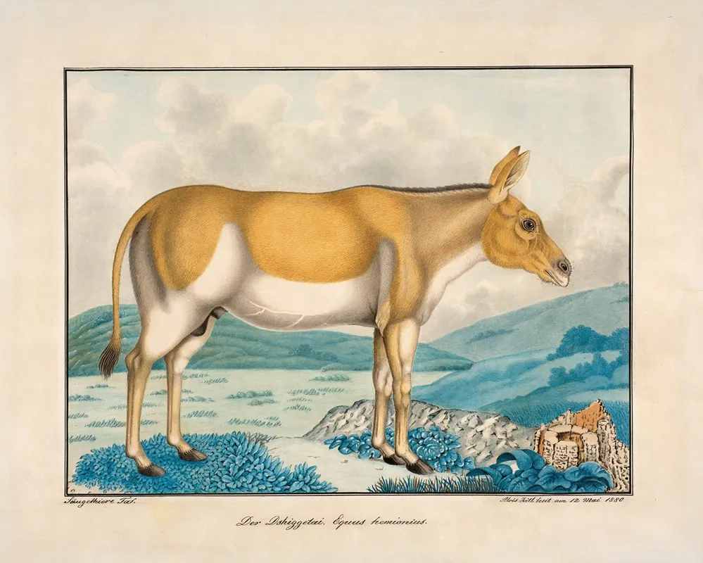 Der Dshiggetai Equus Hemionius Wall Art by Aloys Zötl - High-Resolution Digital Print