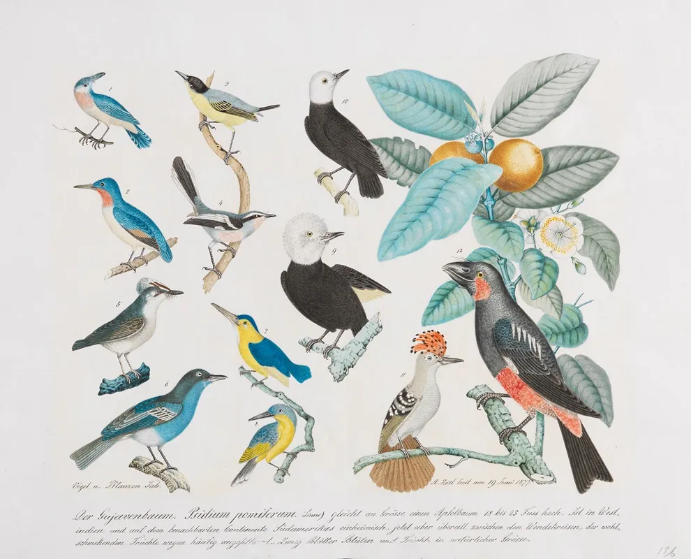Der Gujavenbaum Psidium Pomiferum Wall Art by Aloys Zötl - High-Resolution Digital Print
