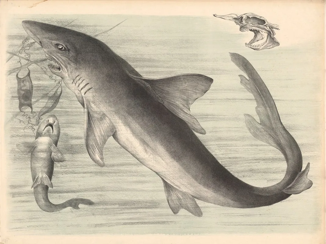 Der Haifisch Carcharias Vulgaris Wall Art by Franz Engleder - High-Resolution Digital Print