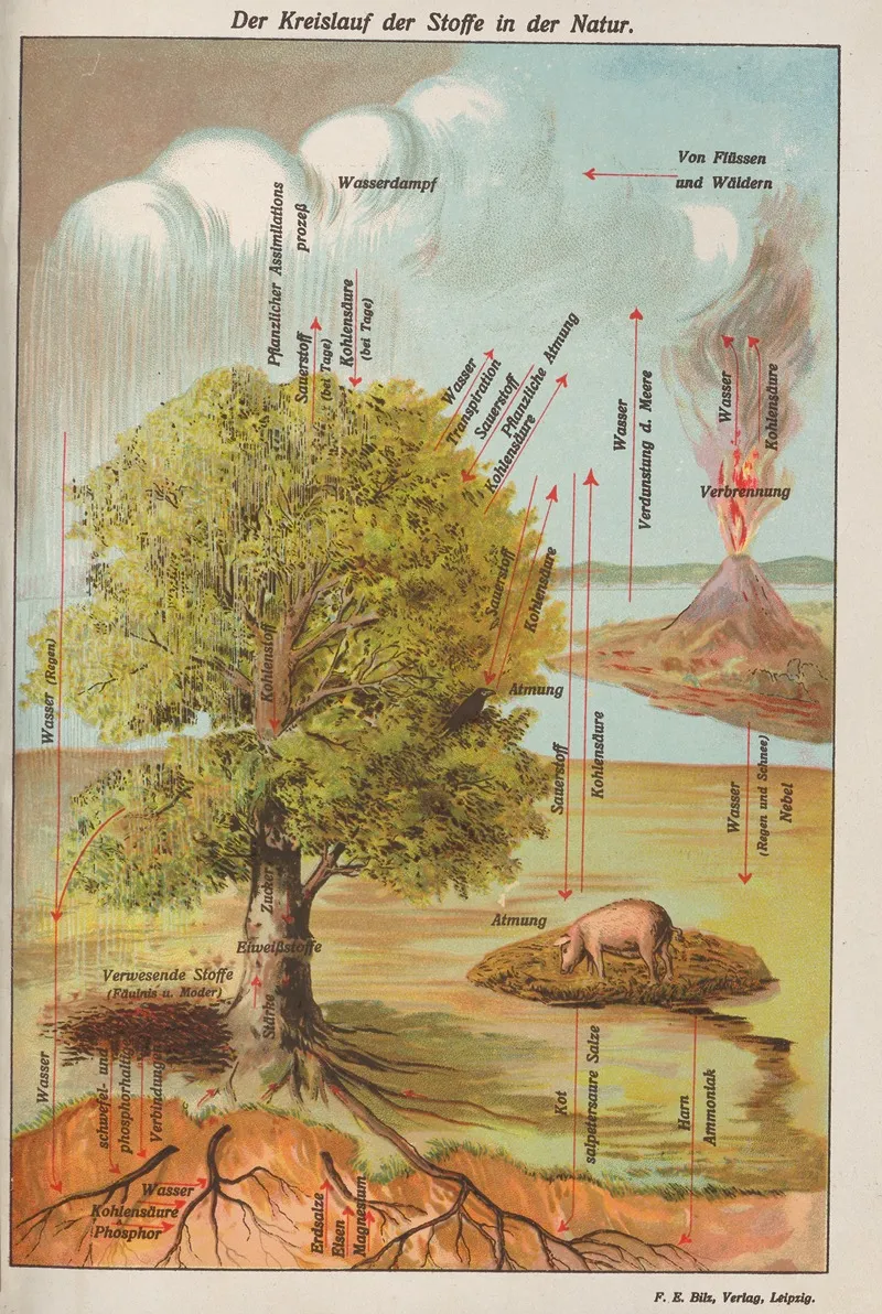 Der Kreislauf Der Stoffe In Der Natur Wall Art by Oskar Hoffmann - High-Resolution Digital Print