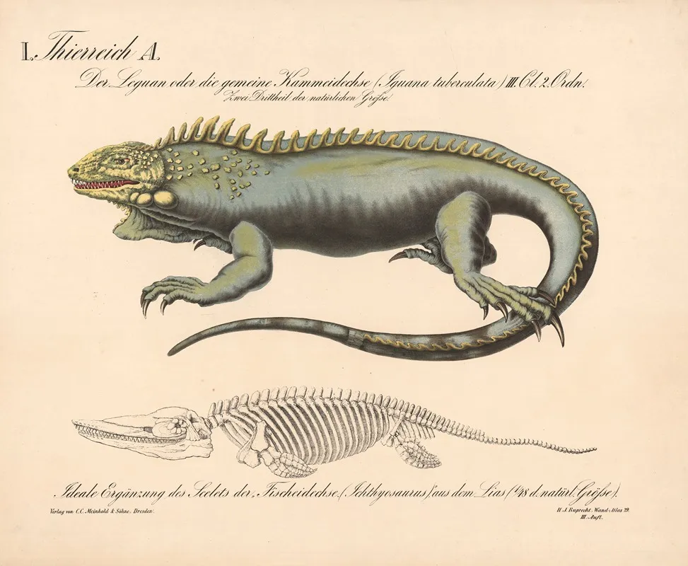 Der Leguan Oder Die Gemeine Kammeidechse Iguana Tuberculata Wall Art by H.J. Ruprecht - High-Resolution Digital Print