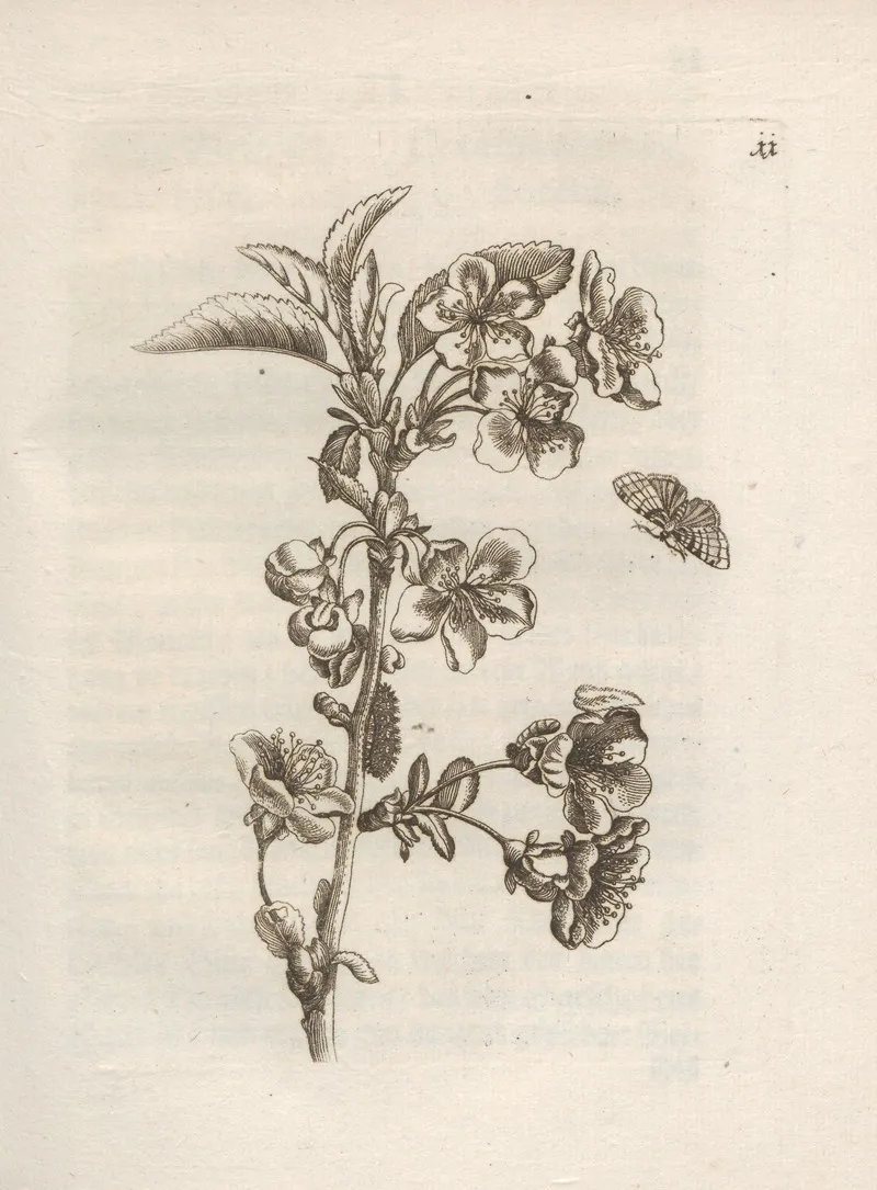 Der Raupen Wunderbare Verwandelung Und Sonderbare Blumen Nahrung Pl 012
