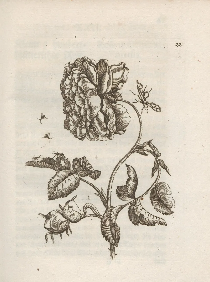 Der Raupen Wunderbare Verwandelung Und Sonderbare Blumen Nahrung Pl 023