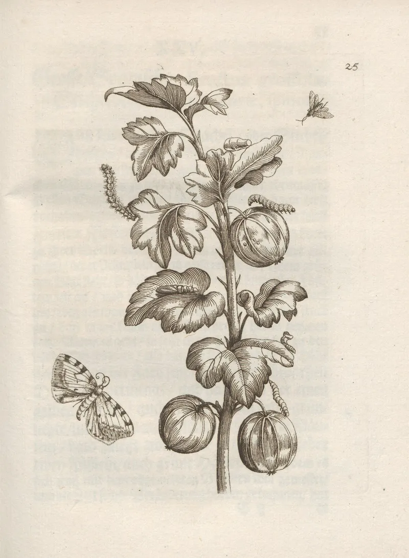 Der Raupen Wunderbare Verwandelung Und Sonderbare Blumen Nahrung Pl 026