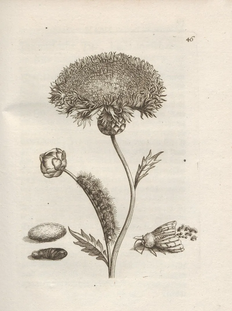 Der Raupen Wunderbare Verwandelung Und Sonderbare Blumen Nahrung Pl 047