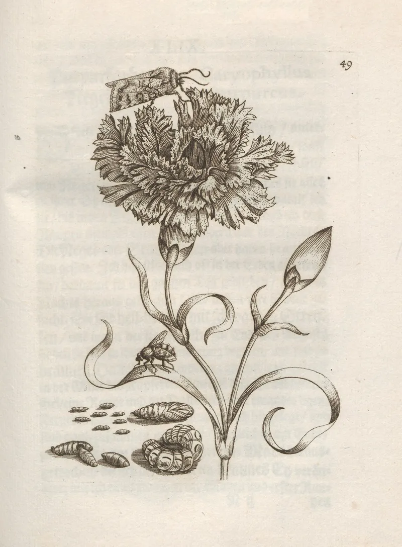 Der Raupen Wunderbare Verwandelung Und Sonderbare Blumen Nahrung Pl 050