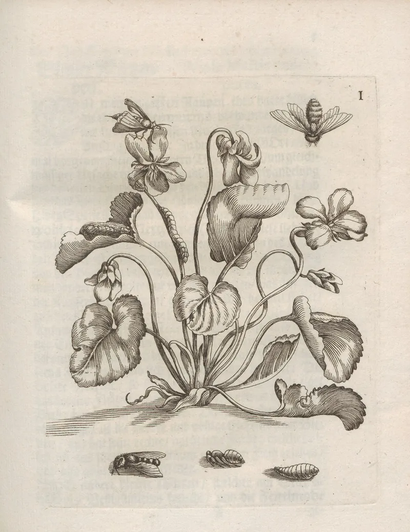 Der Raupen Wunderbare Verwandelung Und Sonderbare Blumen Nahrung Pl 052