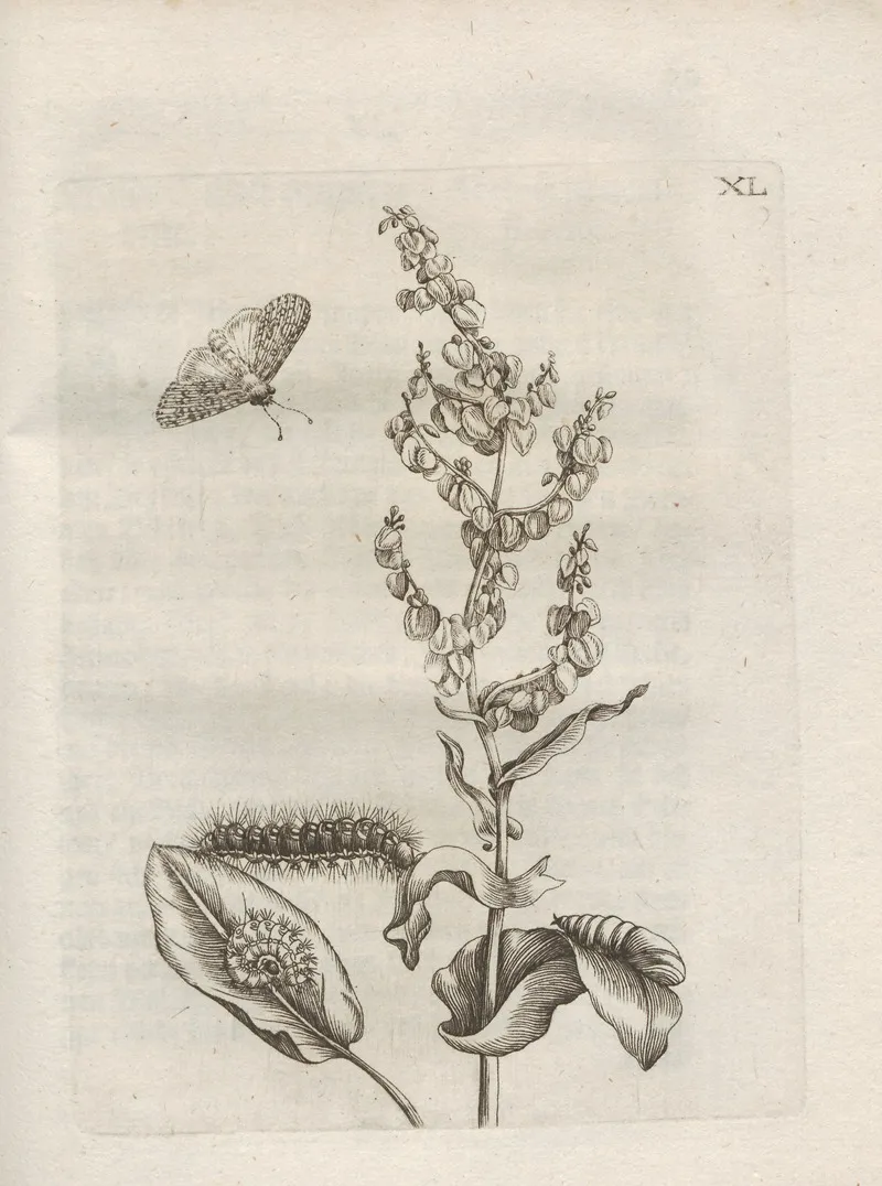 Der Raupen Wunderbare Verwandelung Und Sonderbare Blumen Nahrung Pl 091