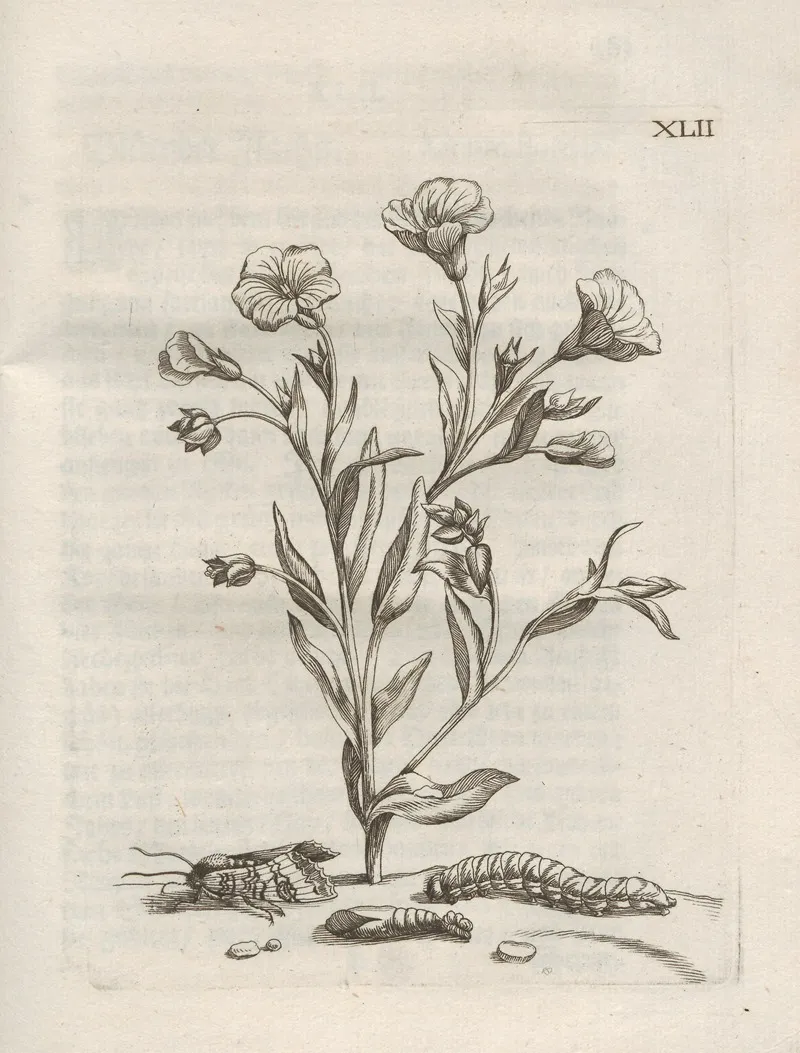 Der Raupen Wunderbare Verwandelung Und Sonderbare Blumen Nahrung Pl 093