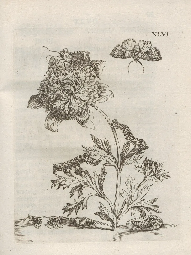 Der Raupen Wunderbare Verwandelung Und Sonderbare Blumen Nahrung Pl 098