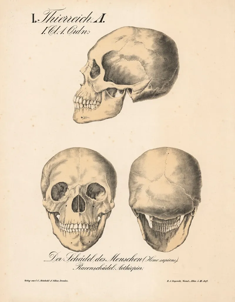 Der Schadel Des Menschen Homo Sapiens Racenschadel Aethiopier Wall Art by H.J. Ruprecht - High-Resolution Digital Print