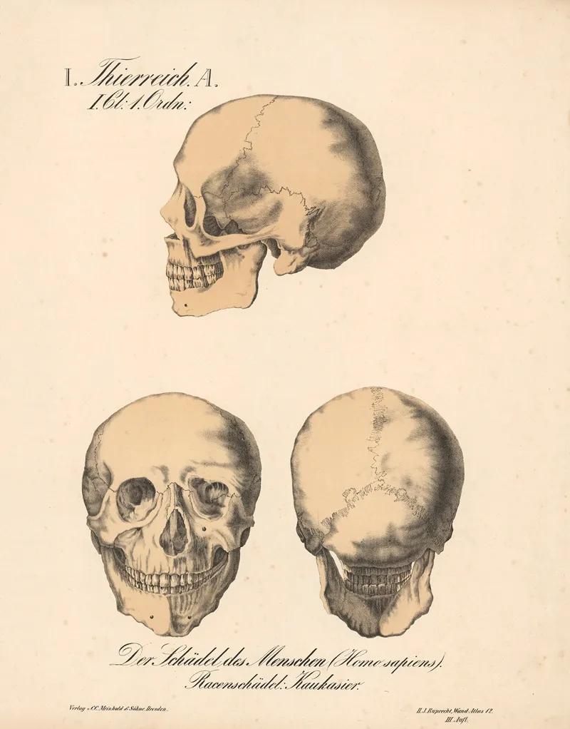 Der Schadel Des Menschen Homo Sapiens Racenschadel Kaukasier Wall Art by H.J. Ruprecht - High-Resolution Digital Print