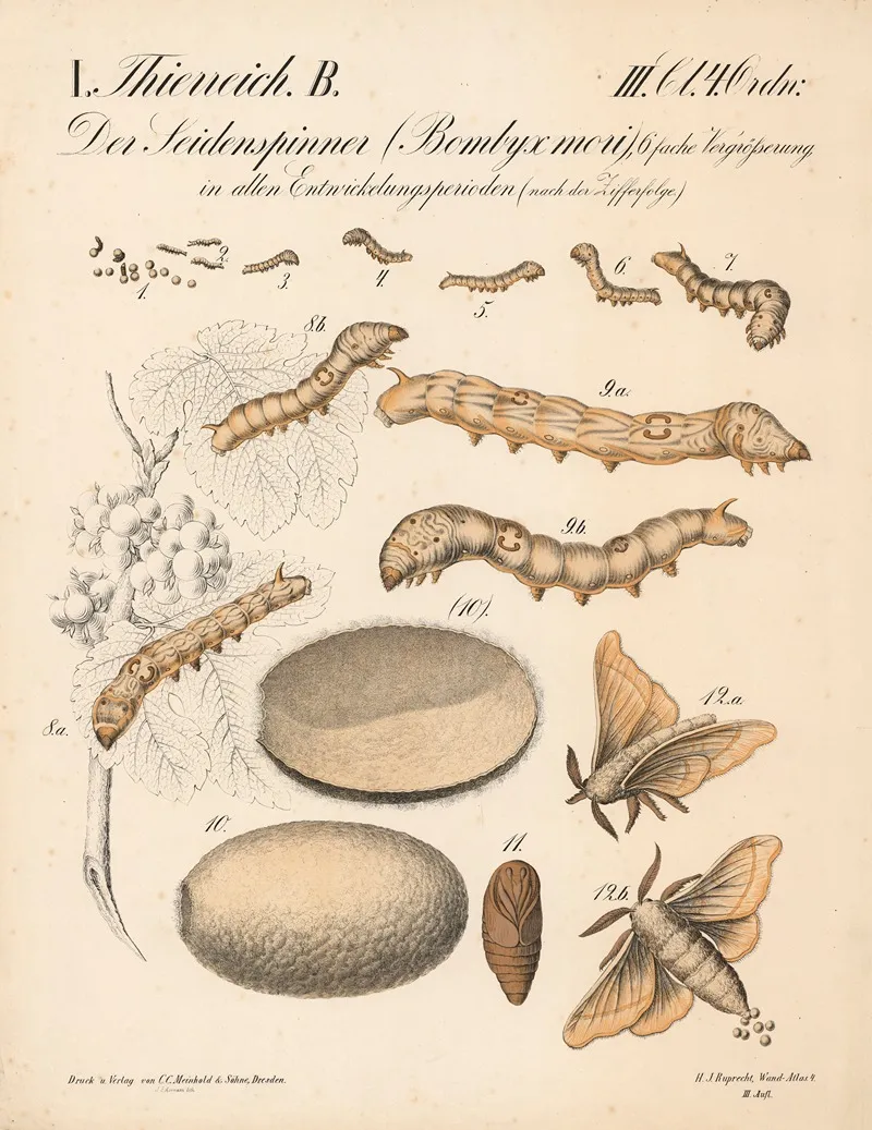 Der Seidenspinner Bombyx Mori 6 Fache Vergrosserung In Allen Entwicklungsperioden Nach Der Zifferfolge Wall Art by H.J. Ruprecht - High-Resolution Digital Print