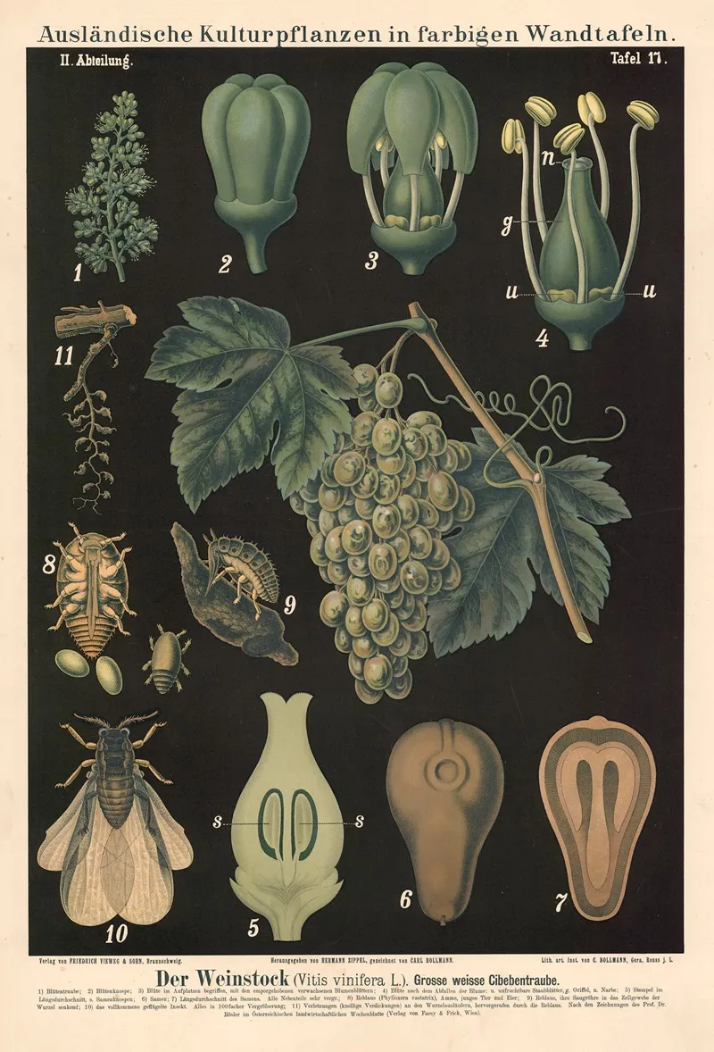 Der Weinstock Vitis Vinifera L Grosse Weisse Cibebentraube Wall Art by Carl Bollmann - High-Resolution Digital Print