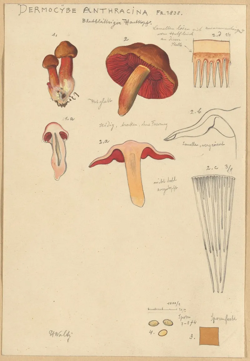 Dermocybe Anthracina Fr Wall Art by Hans Walty - High-Resolution Digital Print