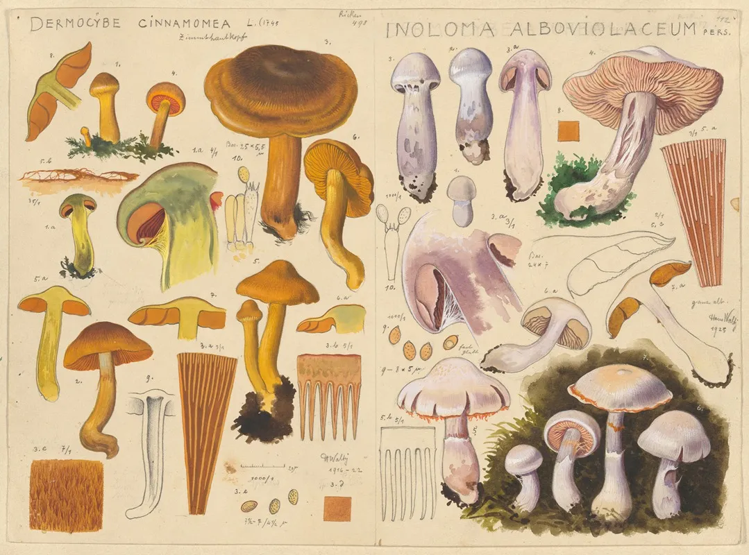 Dermocybe Cinnamomea Inoloma Alboviolaceum Wall Art by Hans Walty - High-Resolution Digital Print
