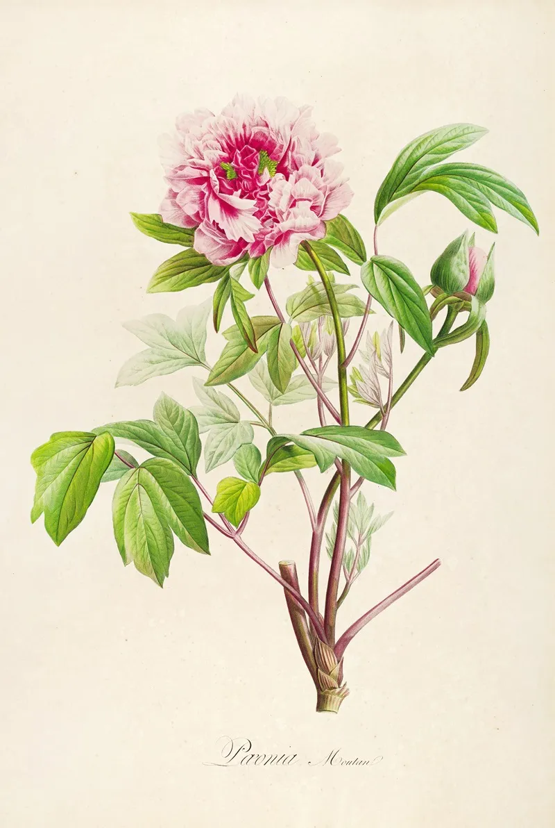 Description Des Plantes Rares Cultivees A Malmaison Et A Navarre Pl 01 Wall Art by Pierre Joseph Redouté - High-Resolution Digital Print