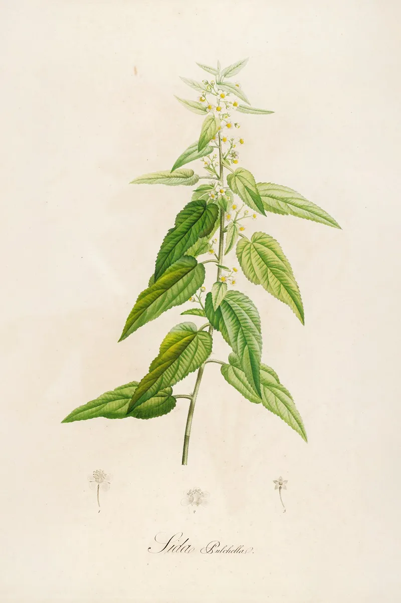 Description Des Plantes Rares Cultivees A Malmaison Et A Navarre Pl 02 Wall Art by Pierre Joseph Redouté - High-Resolution Digital Print