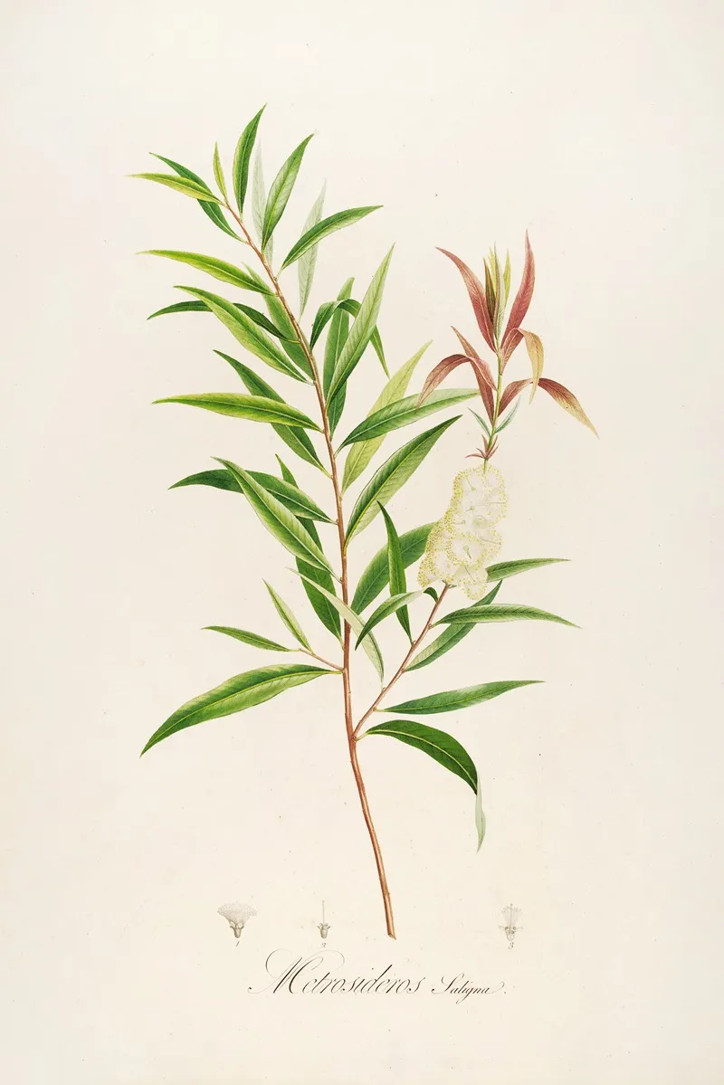 Description Des Plantes Rares Cultivees A Malmaison Et A Navarre Pl 04 Wall Art by Pierre Joseph Redouté - High-Resolution Digital Print