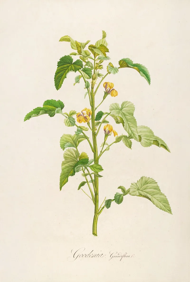 Description Des Plantes Rares Cultivees A Malmaison Et A Navarre Pl 06 Wall Art by Pierre Joseph Redouté - High-Resolution Digital Print