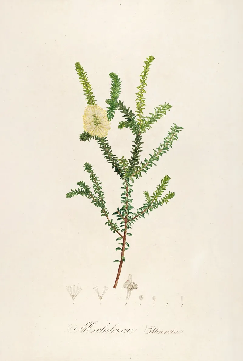 Description Des Plantes Rares Cultivees A Malmaison Et A Navarre Pl 08 Wall Art by Pierre Joseph Redouté - High-Resolution Digital Print