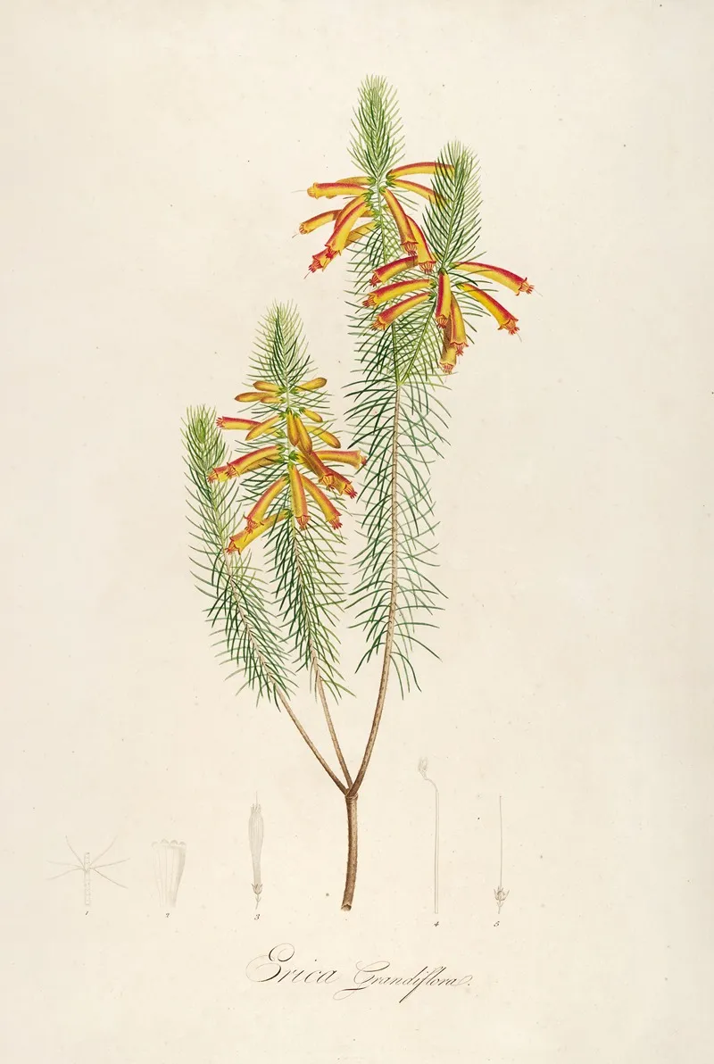 Description Des Plantes Rares Cultivees A Malmaison Et A Navarre Pl 10 Wall Art by Pierre Joseph Redouté - High-Resolution Digital Print