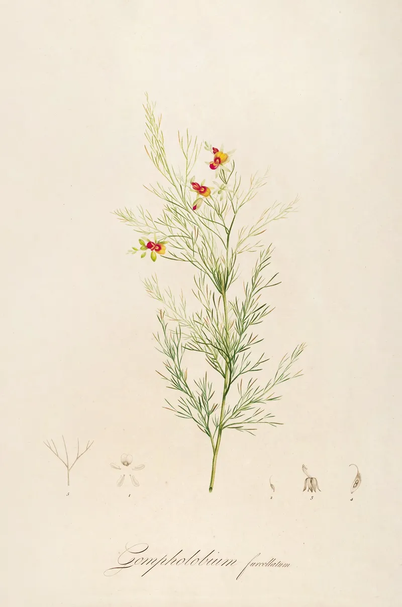 Description Des Plantes Rares Cultivees A Malmaison Et A Navarre Pl 11 Wall Art by Pierre Joseph Redouté - High-Resolution Digital Print