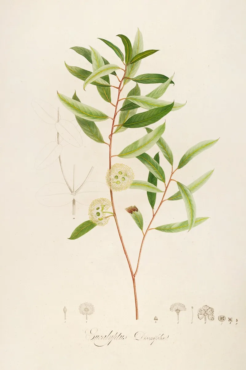 Description Des Plantes Rares Cultivees A Malmaison Et A Navarre Pl 13 Wall Art by Pierre Joseph Redouté - High-Resolution Digital Print