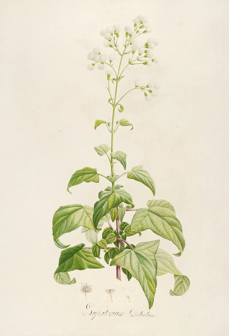 Description Des Plantes Rares Cultivees A Malmaison Et A Navarre Pl 14 Wall Art by Pierre Joseph Redouté - High-Resolution Digital Print