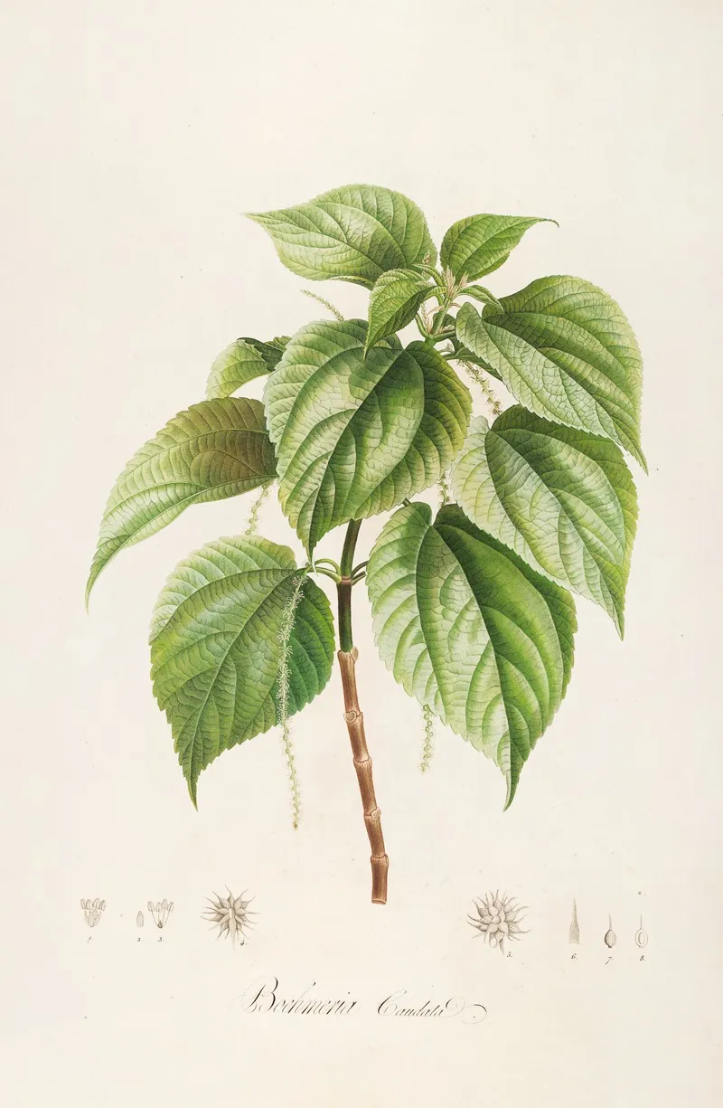 Description Des Plantes Rares Cultivees A Malmaison Et A Navarre Pl 15 Wall Art by Pierre Joseph Redouté - High-Resolution Digital Print