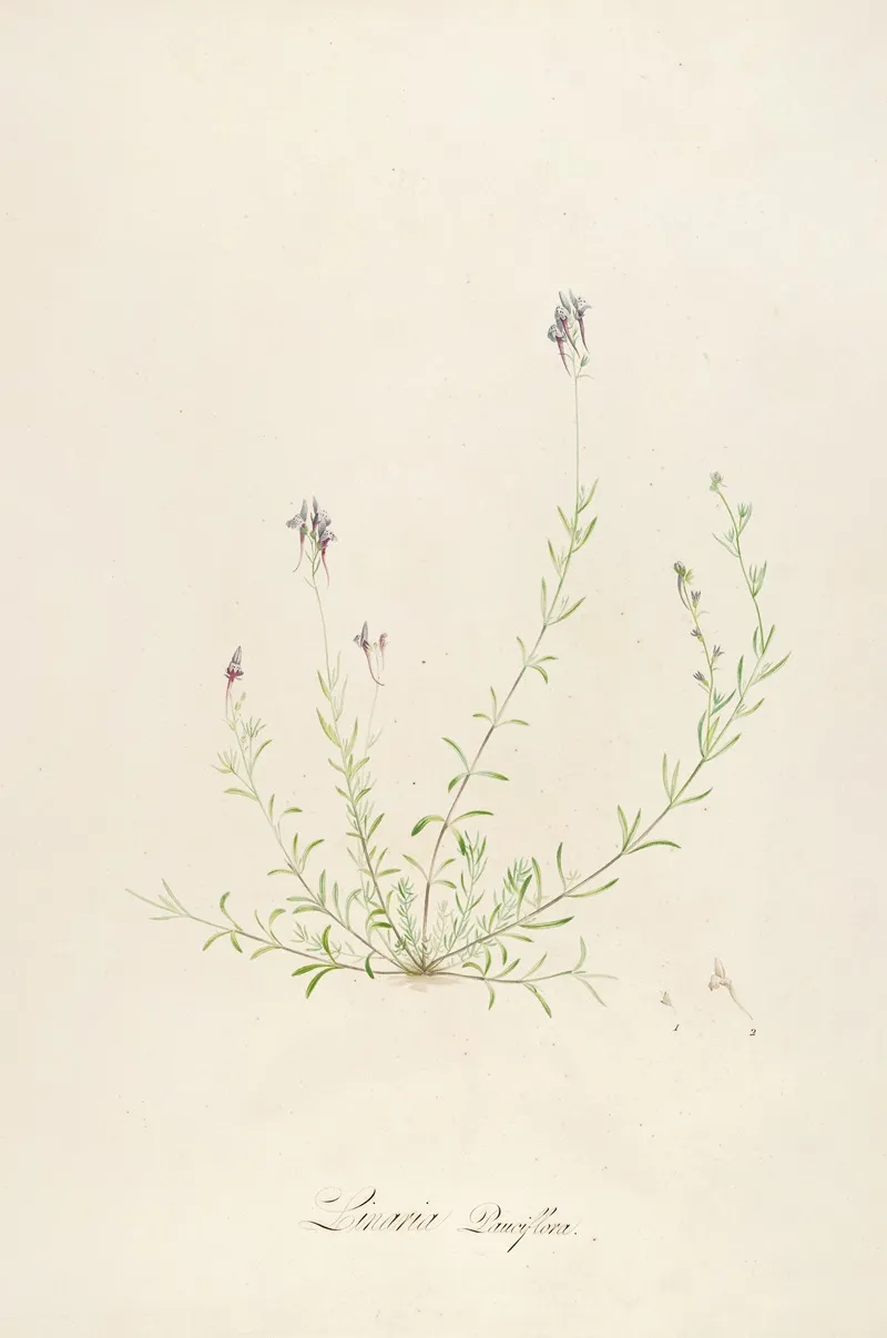 Description Des Plantes Rares Cultivees A Malmaison Et A Navarre Pl 18 Wall Art by Pierre Joseph Redouté - High-Resolution Digital Print