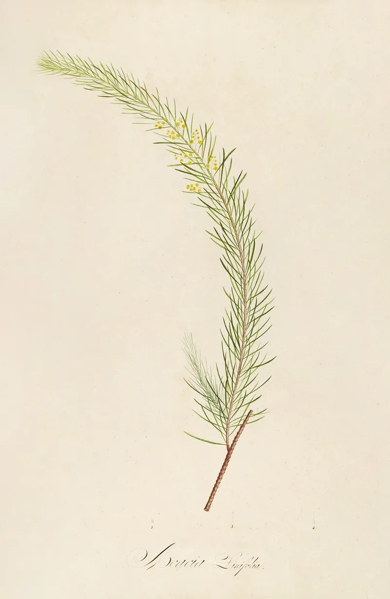 Description Des Plantes Rares Cultivees A Malmaison Et A Navarre Pl 19 Wall Art by Pierre Joseph Redouté - High-Resolution Digital Print