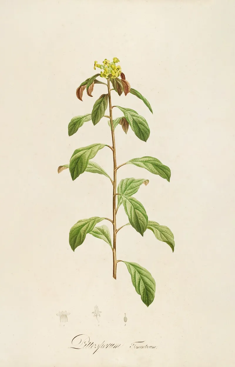 Description Des Plantes Rares Cultivees A Malmaison Et A Navarre Pl 21 Wall Art by Pierre Joseph Redouté - High-Resolution Digital Print