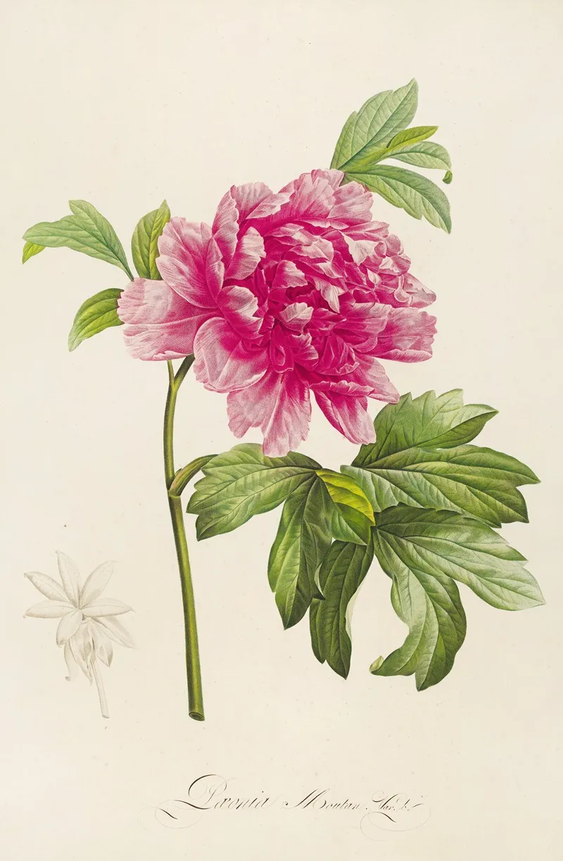 Description Des Plantes Rares Cultivees A Malmaison Et A Navarre Pl 23 Wall Art by Pierre Joseph Redouté - High-Resolution Digital Print