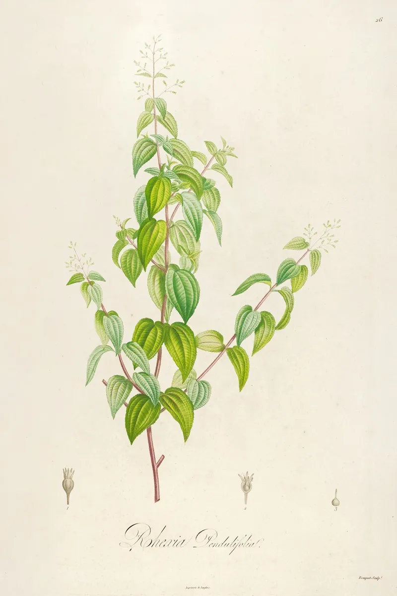 Description Des Plantes Rares Cultivees A Malmaison Et A Navarre Pl 26 Wall Art by Pierre Joseph Redouté - High-Resolution Digital Print