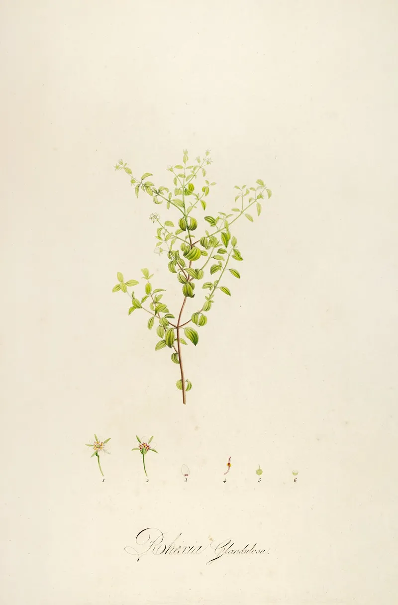 Description Des Plantes Rares Cultivees A Malmaison Et A Navarre Pl 27 Wall Art by Pierre Joseph Redouté - High-Resolution Digital Print