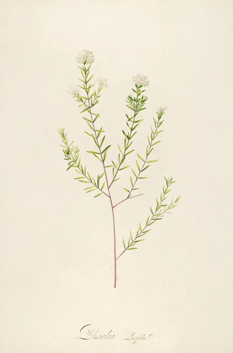 Description Des Plantes Rares Cultivees A Malmaison Et A Navarre Pl 31 Wall Art by Pierre Joseph Redouté - High-Resolution Digital Print