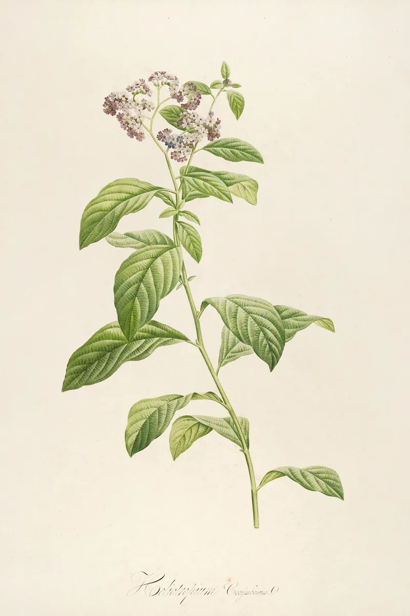 Description Des Plantes Rares Cultivees A Malmaison Et A Navarre Pl 32 Wall Art by Pierre Joseph Redouté - High-Resolution Digital Print