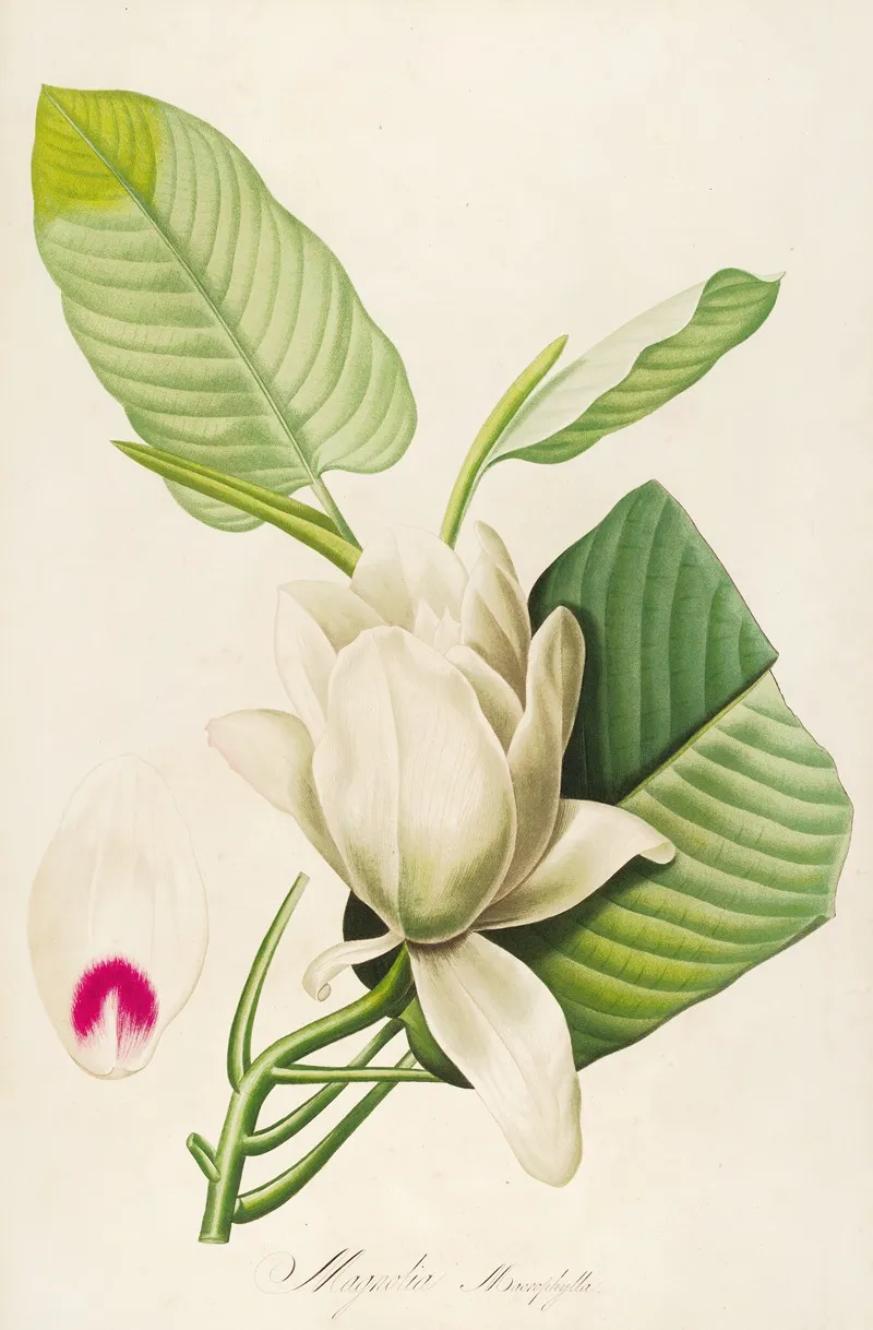 Description Des Plantes Rares Cultivees A Malmaison Et A Navarre Pl 33 Wall Art by Pierre Joseph Redouté - High-Resolution Digital Print