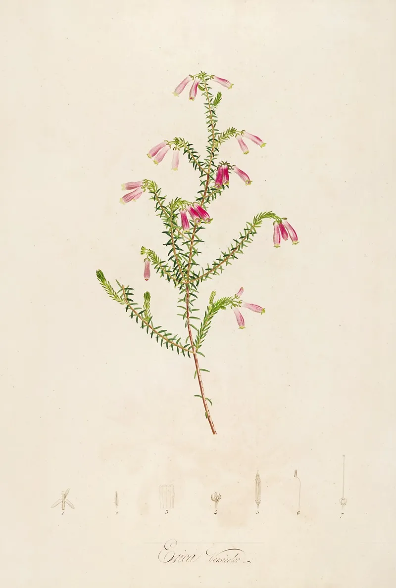 Description Des Plantes Rares Cultivees A Malmaison Et A Navarre Pl 38 Wall Art by Pierre Joseph Redouté - High-Resolution Digital Print