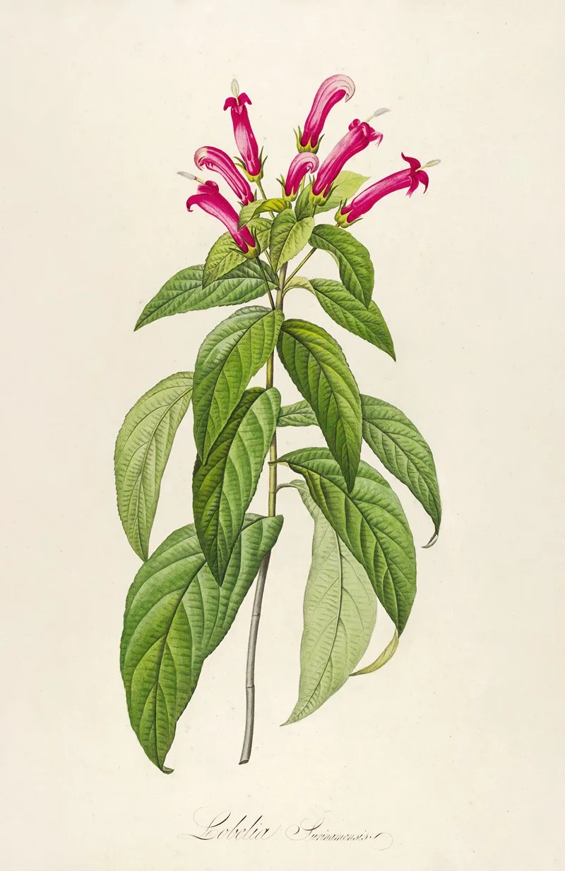 Description Des Plantes Rares Cultivees A Malmaison Et A Navarre Pl 39 Wall Art by Pierre Joseph Redouté - High-Resolution Digital Print